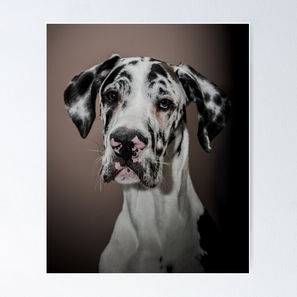 Item preview, Great Dane puppy designed and sold by chris-kemp.