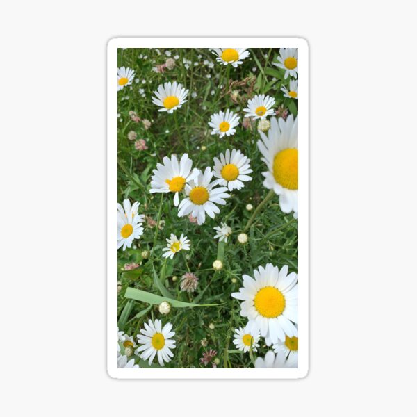 Spring Minnesota Oxeye Daisies Sticker
