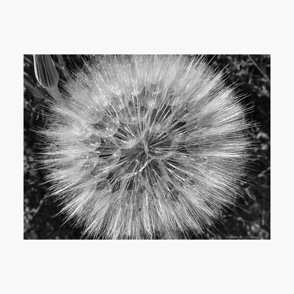 Achenes Photographic Print