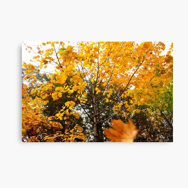 Falling Leaves Canvas Print