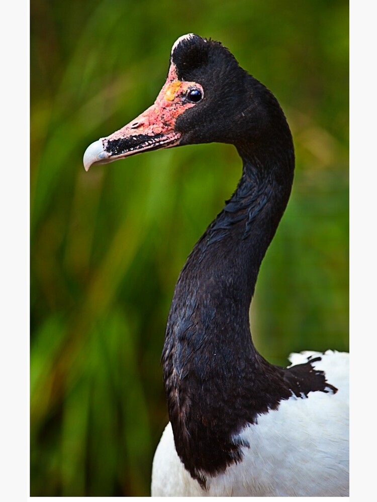 Magpie Goose by Sparky2000