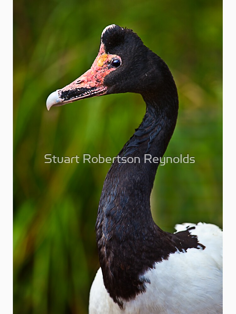 Magpie Goose by Sparky2000
