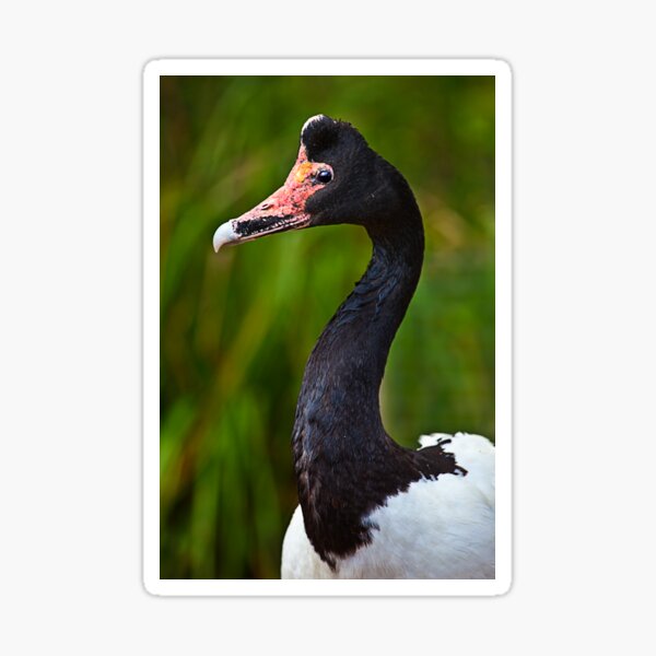 Magpie Goose Sticker