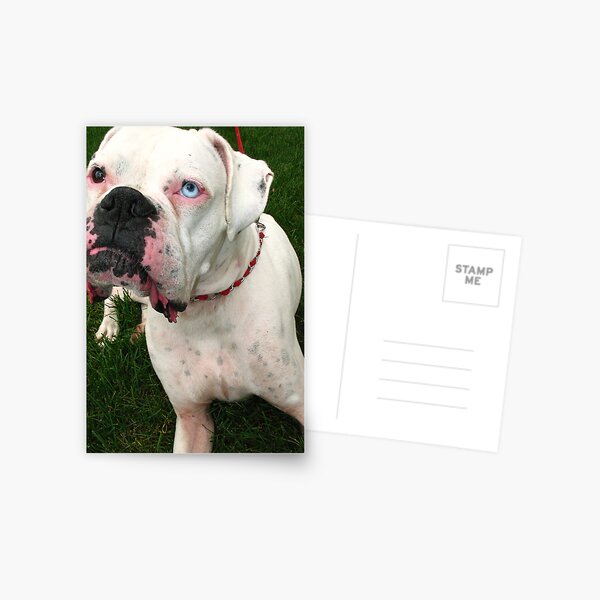 Bad to the Bone Postcard