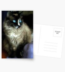 Belle of the Ball Postcards