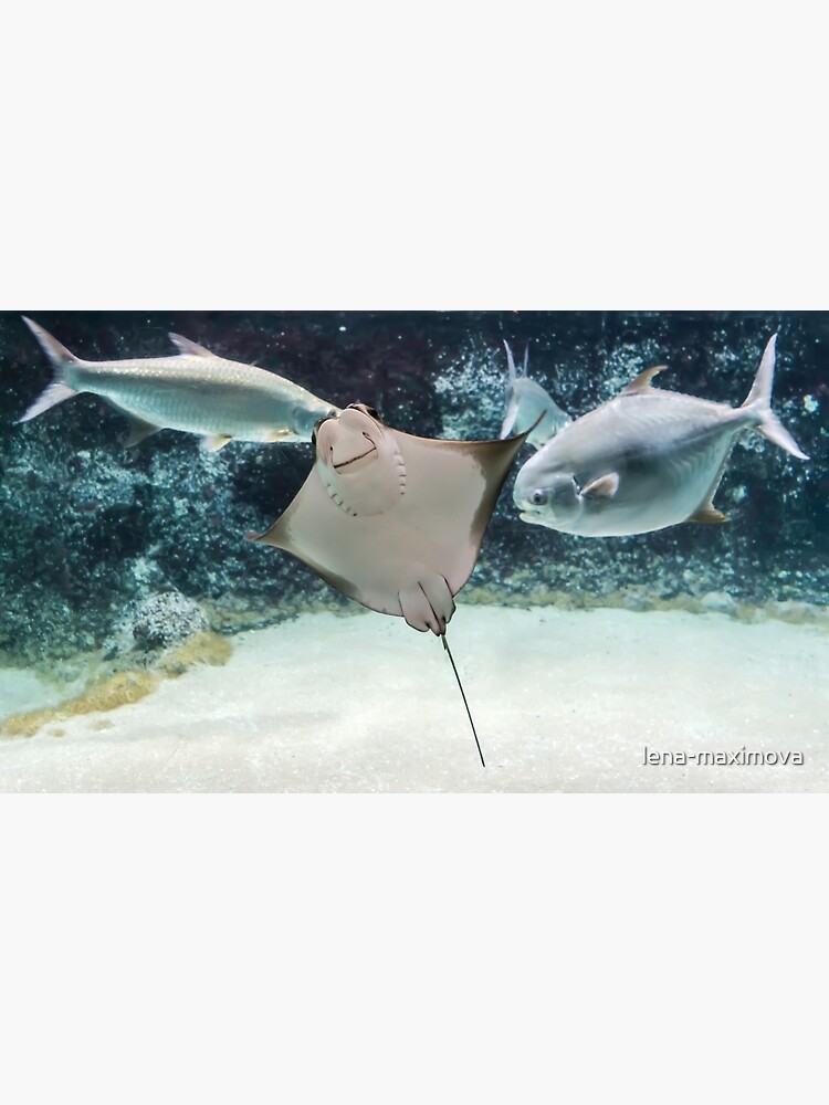 &ldquo;Cownose ray swimming among fishes&rdquo; Poster for Sale by lena-maximova