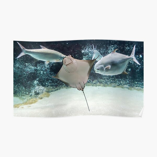 &ldquo;Cownose ray swimming among fishes&rdquo; Poster for Sale by lena-maximova
