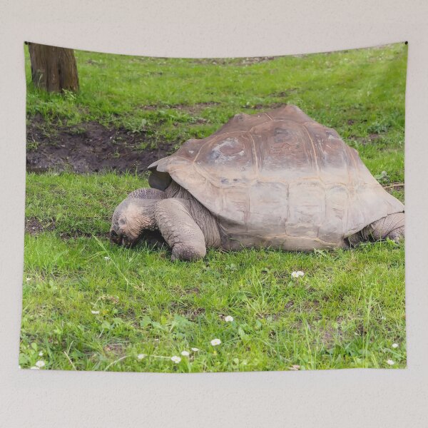 Item preview, Giant tortoise eating grass designed and sold by lena-maximova.