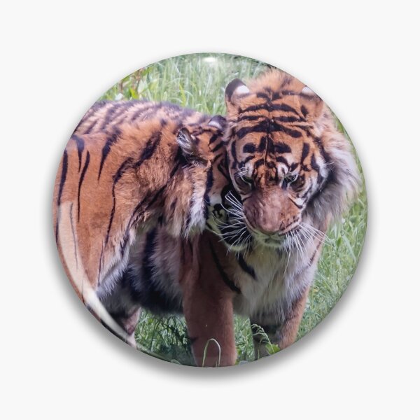 Item preview, Tigresssnuggling up to male tiger designed and sold by lena-maximova.