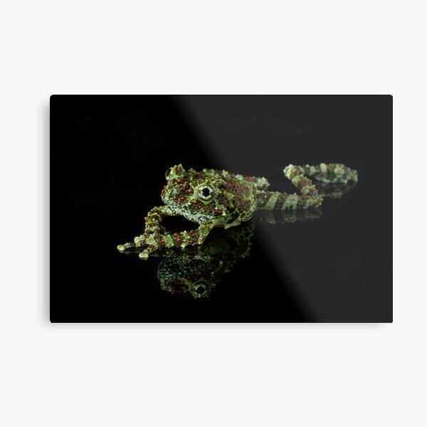 Vietnamese Mossy Frog Metal Print