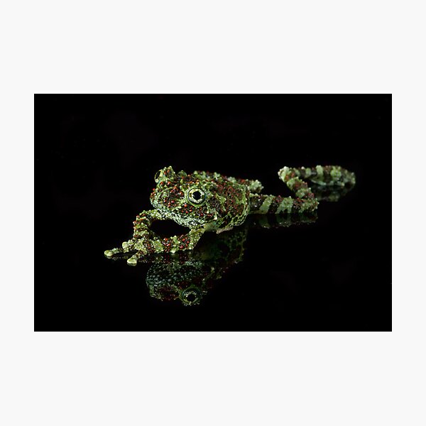 Vietnamese Mossy Frog Photographic Print