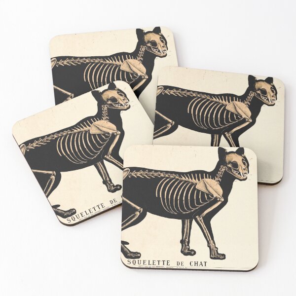 Aperçu de l'œuvre Planche zoologique française vintage - Squelette de chat créée et vendue par DejaVuStudio.
