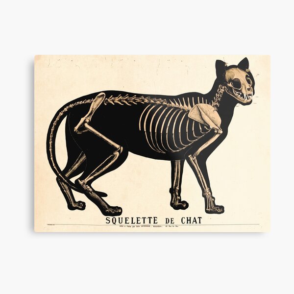 Item preview, Vintage French zoological board - Cat skeleton designed and sold by DejaVuStudio.