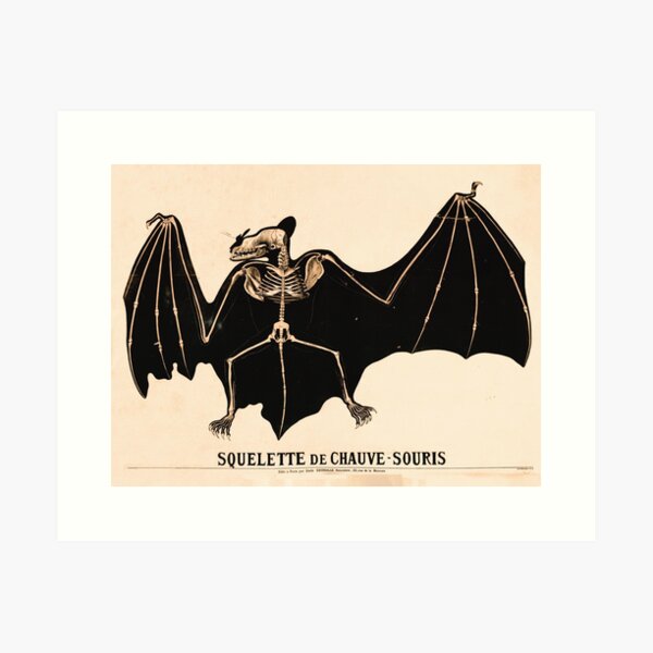 Item preview, Vintage French zoological board - Bat skeleton designed and sold by DejaVuStudio.