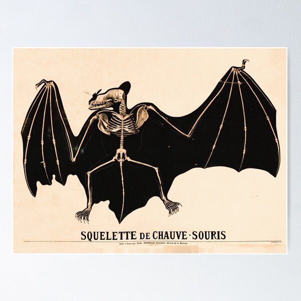 Item preview, Vintage French zoological board - Bat skeleton designed and sold by DejaVuStudio.