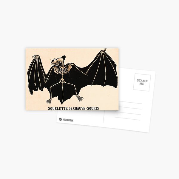 Vintage Repro Postcard Bat by Albrecht Durer 