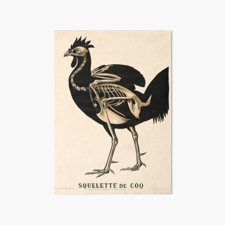 Item preview, Vintage French zoological board - Rooster skeleton designed and sold by DejaVuStudio.