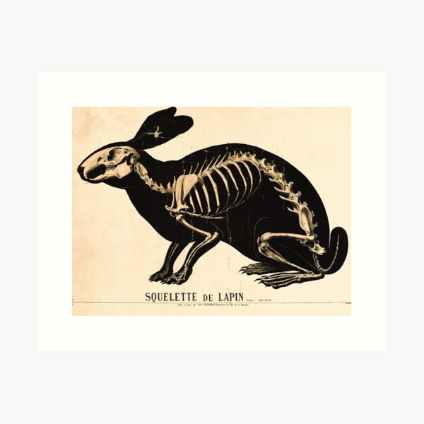 Item preview, Vintage French zoological board - Rabbit skeleton designed and sold by DejaVuStudio.