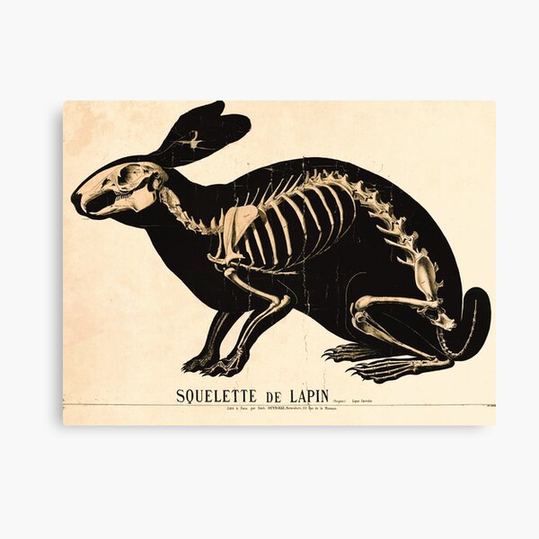 Item preview, Vintage French zoological board - Rabbit skeleton designed and sold by DejaVuStudio.