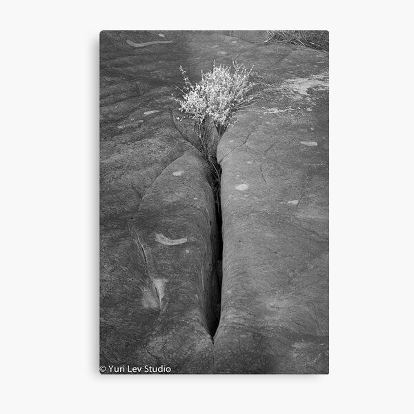Yoni Metal Print