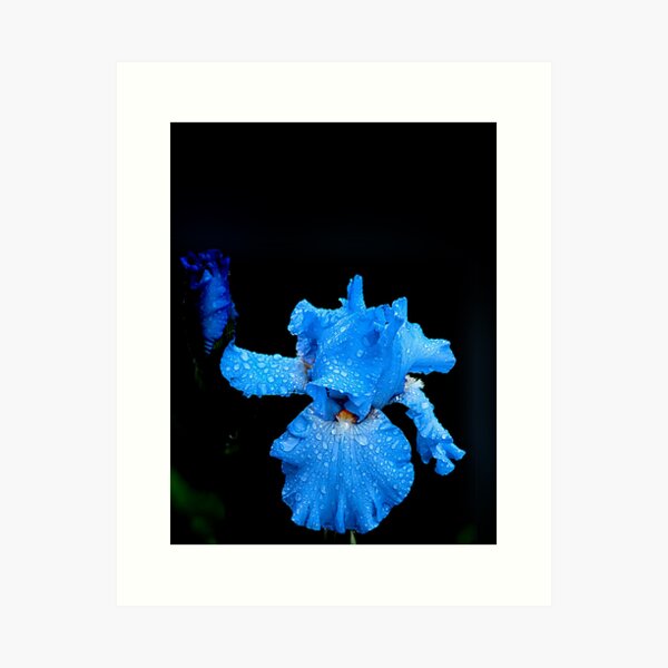 Item preview, Blue Iris in Rain designed and sold by Randy Branham.