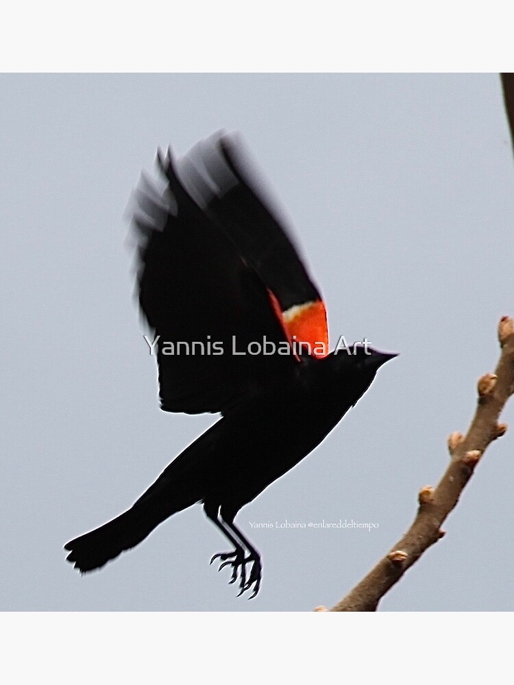 Fly high, dear Red winged blackbird By Yannis Lobaina by lobaina1979