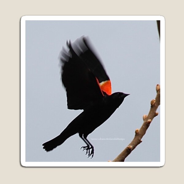 Fly high, dear Red winged blackbird By Yannis Lobaina Magnet