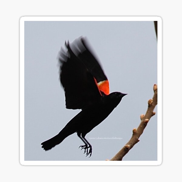 Fly high, dear Red winged blackbird By Yannis Lobaina Sticker