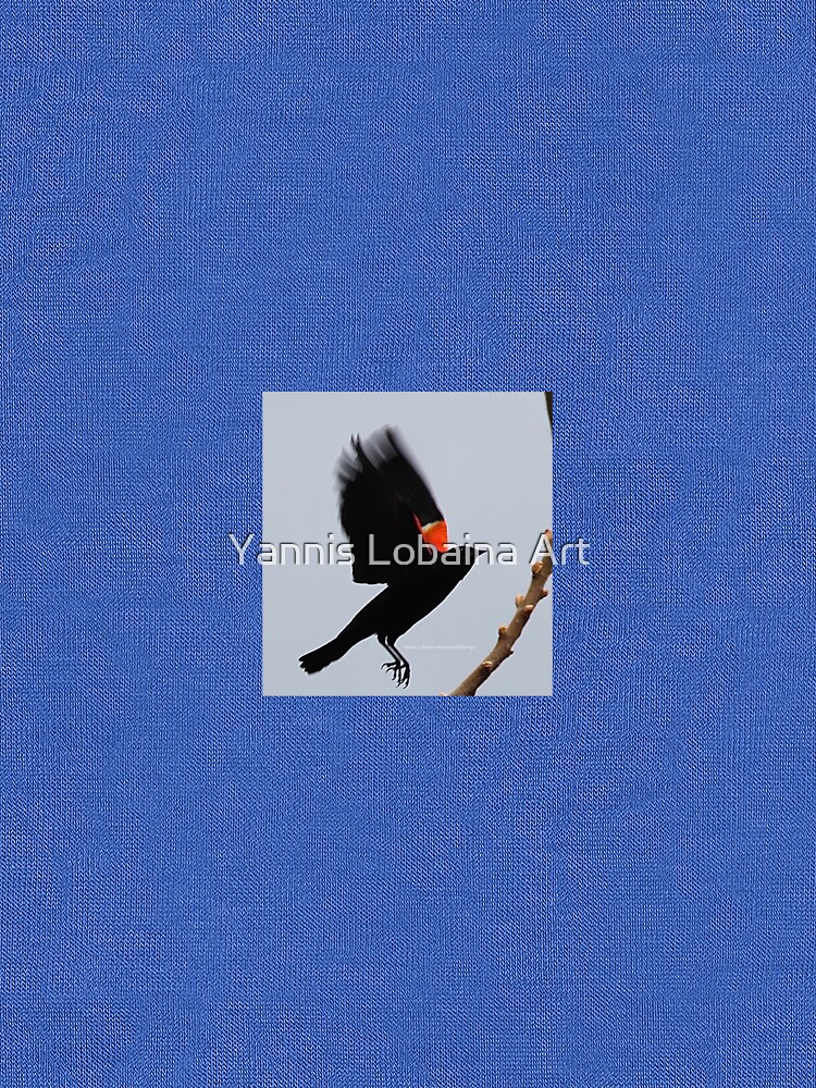 Fly high, dear Red winged blackbird By Yannis Lobaina by lobaina1979