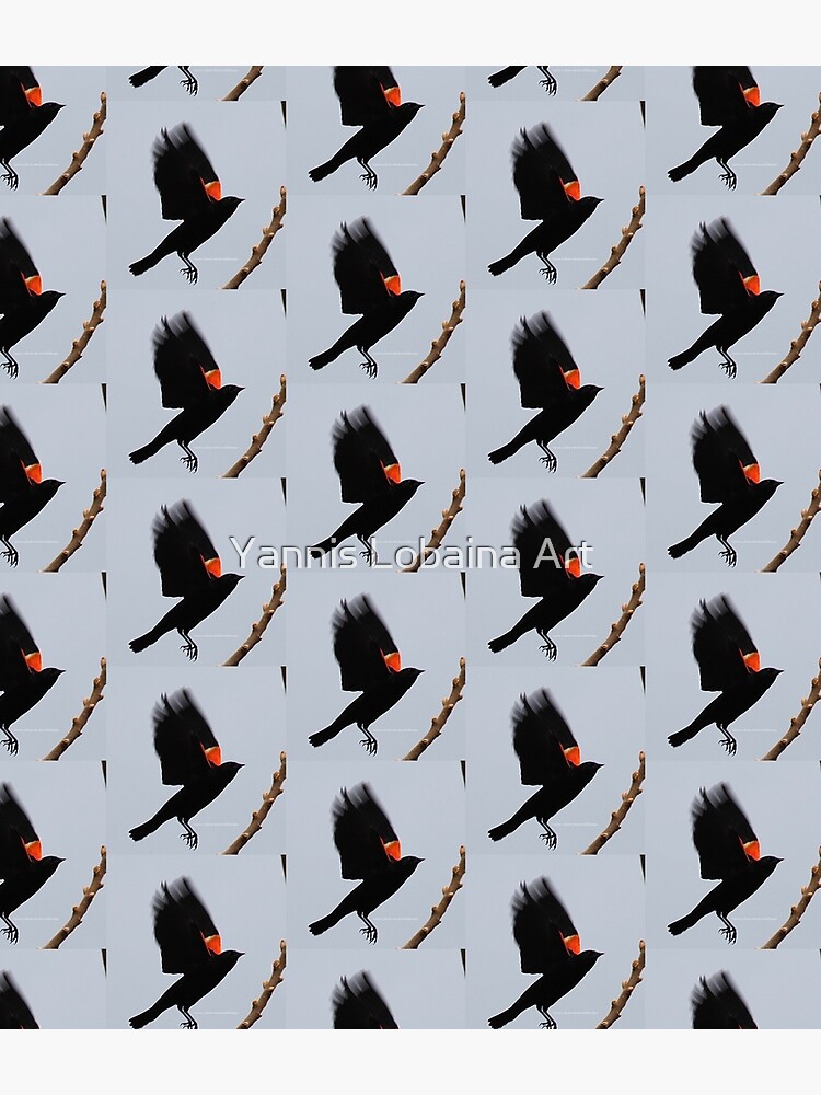 Fly high, dear Red winged blackbird By Yannis Lobaina by lobaina1979