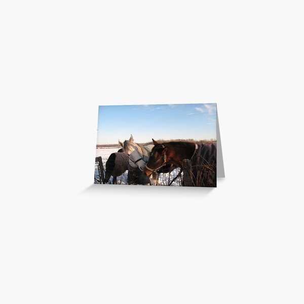 Kissing Horses Greeting Card