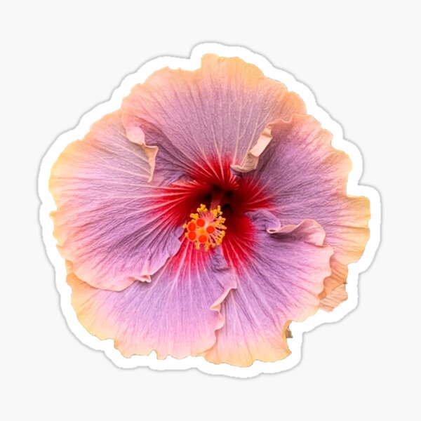 Pink Hibiscus Flower Sticker For Sale By Homesteadswag Redbubble 