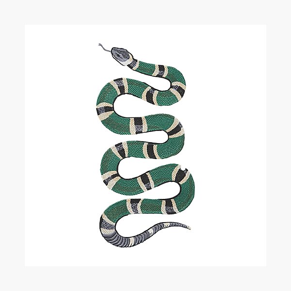 Coral Snake Tattoo Style Art Print by The Snake Pit  Fy
