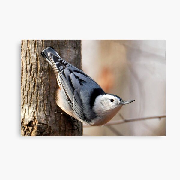White-breasted Nuthatch Canvas Print