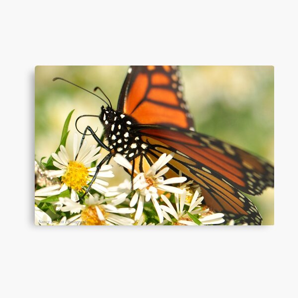 Portrait of a Monarch Metal Print