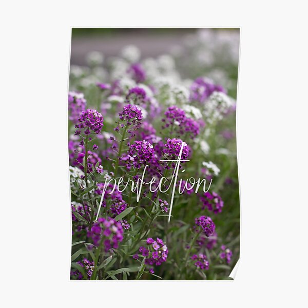 Alyssum Gifts Merchandise Redbubble