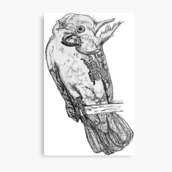 Frisky the Cockatoo Metal Print
