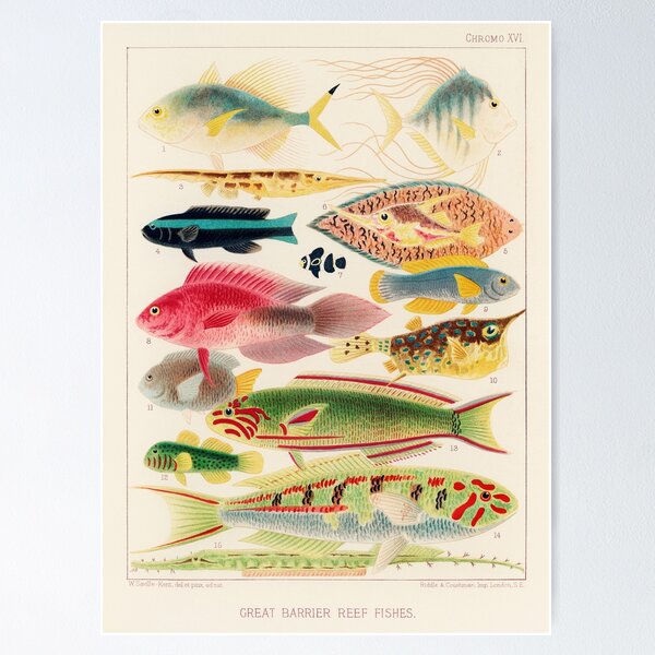Item preview, Vintage Great Barrier Reef Fishes designed and sold by upoutandaway.