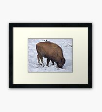 Survival ! Framed Print