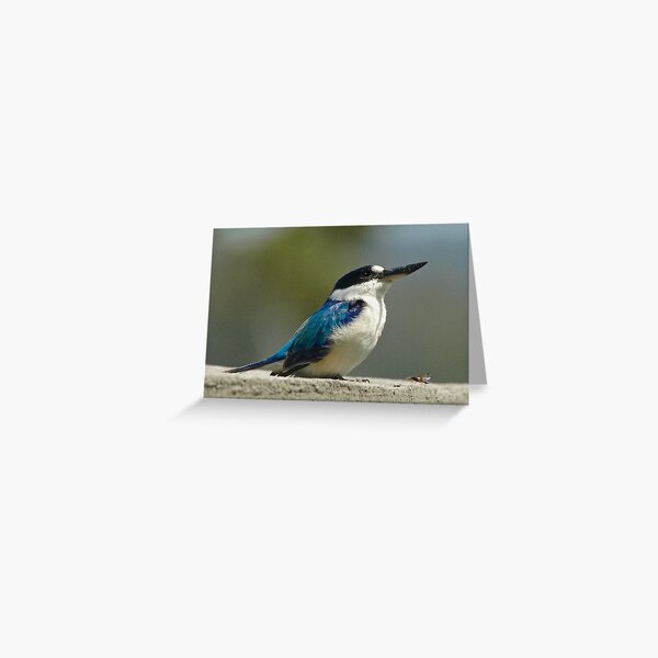 KINGFISHER ~ Forest Kingfisher AQ23G57S by David Irwin Greeting Card