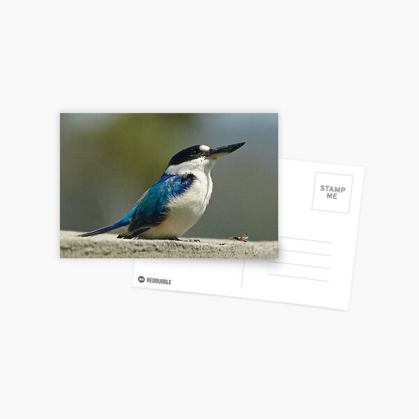 KINGFISHER ~ Forest Kingfisher AQ23G57S by David Irwin Postcard