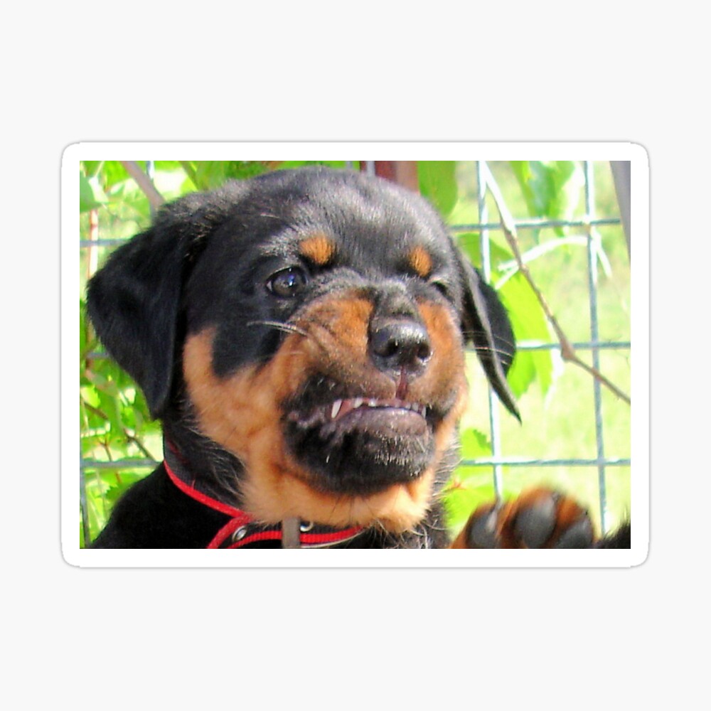 Funny Grumpy Faced Rottweiler Puppy Funny Grumpy Faced Rottweiler Puppy