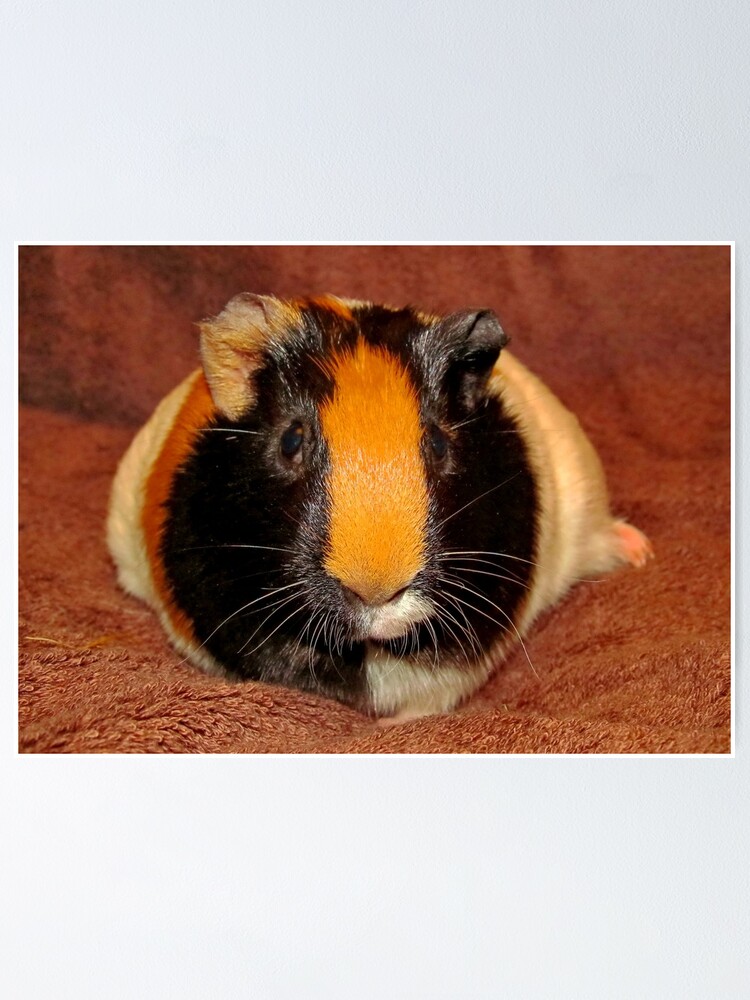 "Truffle the Guinea Pig (Heavily Pregnant)" Poster for Sale by