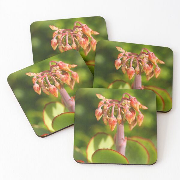 Item preview, Succulent Cotyledon Macrantha  designed and sold by Joy Watson - Natural Light Photography .