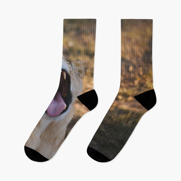 Item preview, A lioness roaring in the savannah designed and sold by Carmen Jost.