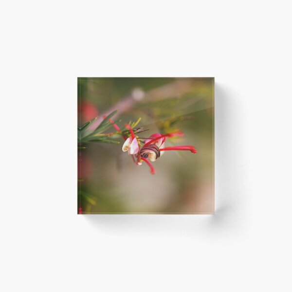 Item preview, Grevillea Rosmarinifolia Flower designed and sold by Joy Watson - Natural Light Photography .