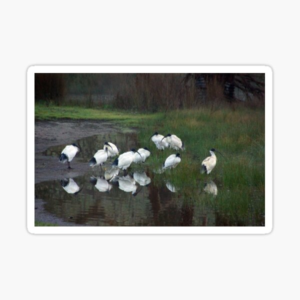 Item preview, Ibis down at the Dam by Avril Thomas designed and sold by MagpieSprings.