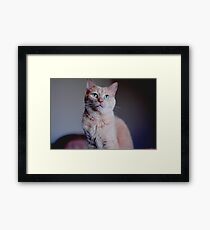Green eyes. Framed Print
