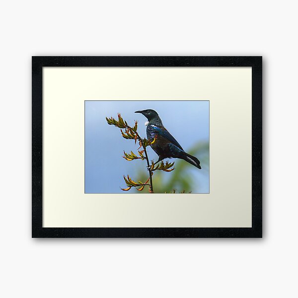 Tui and flowering Flax............! Framed Art Print