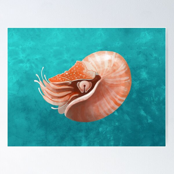 Item preview, Chambered Nautilus designed and sold by jfells.